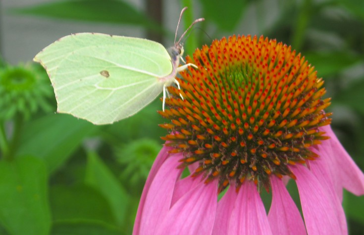 featured image