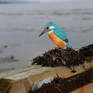 Decobird Martin pescatore
